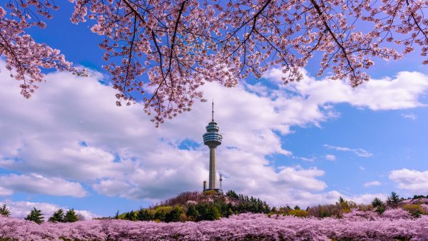 Kippo名古屋が教える！韓国の春！美しい風景！